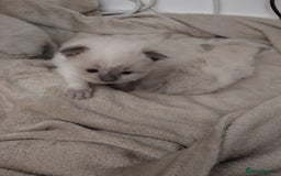Ragdoll cats for sale: 2 lynx seal point Ragdolls kittens - Image 9