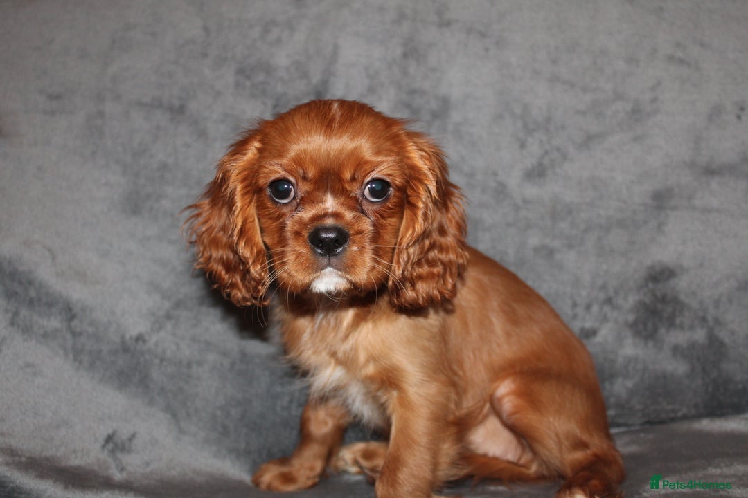 Cavalier King Charles Spaniel dogs for sale: Gorgeous Cavalier King Charles Spaniel Grirl - Image 5