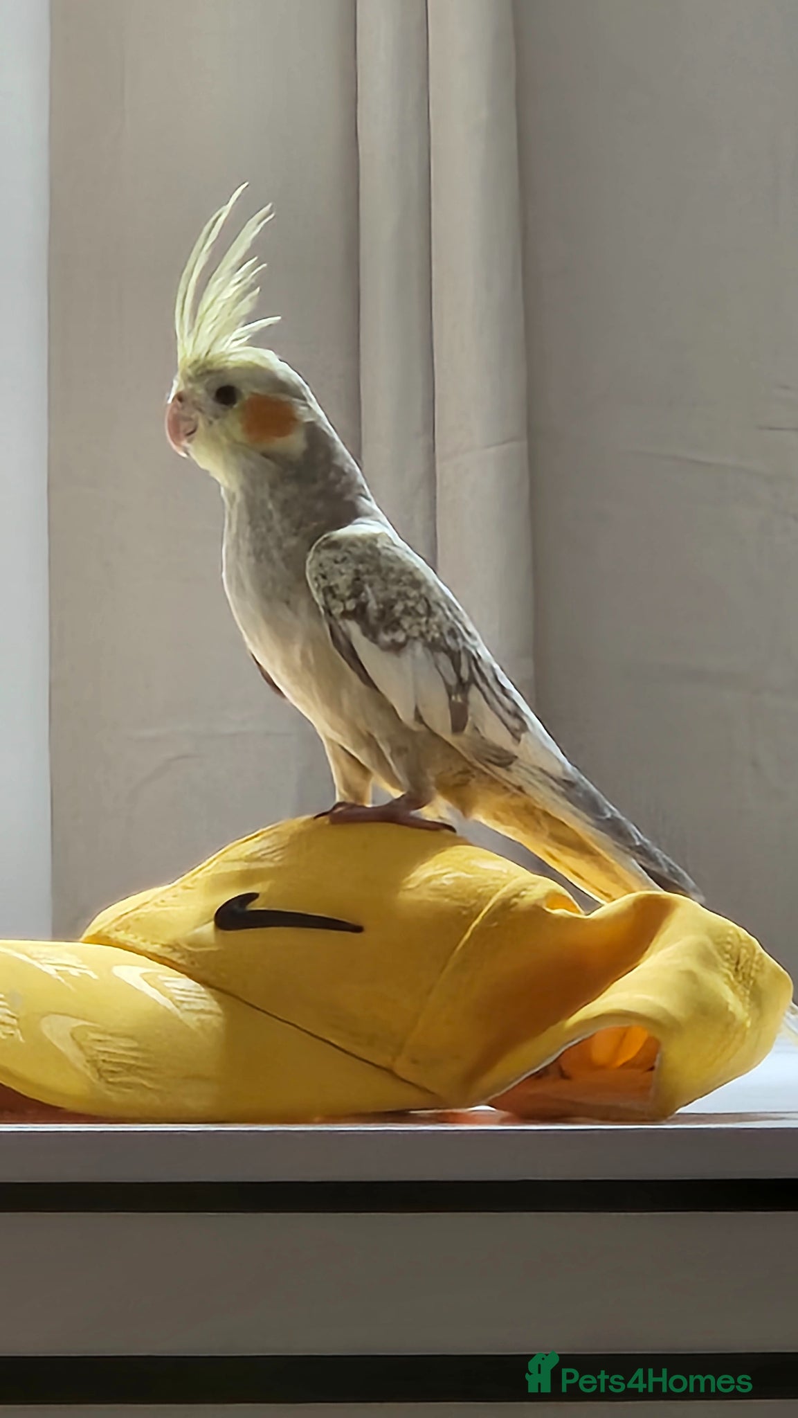 Cockatiels birds Female Cockatiel  - Advert 8