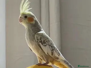 Cockatiels birds Female Cockatiel - Advert 8