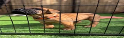 Boerboel dogs for sale: Elite Guard Neema X Spartan Dutch - Advert 31