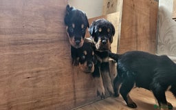 Rottweiler dogs for sale: Absolutely gorgeous rottweiler puppies - Image 2