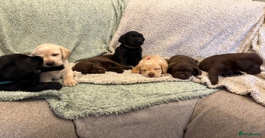 Labrador Retriever dogs - Advert 3
