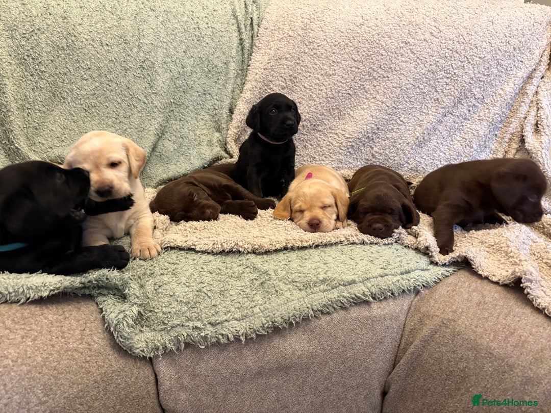 Labrador Retriever dogs for sale: KC Registered Lab pups ready for reserving - Image 1