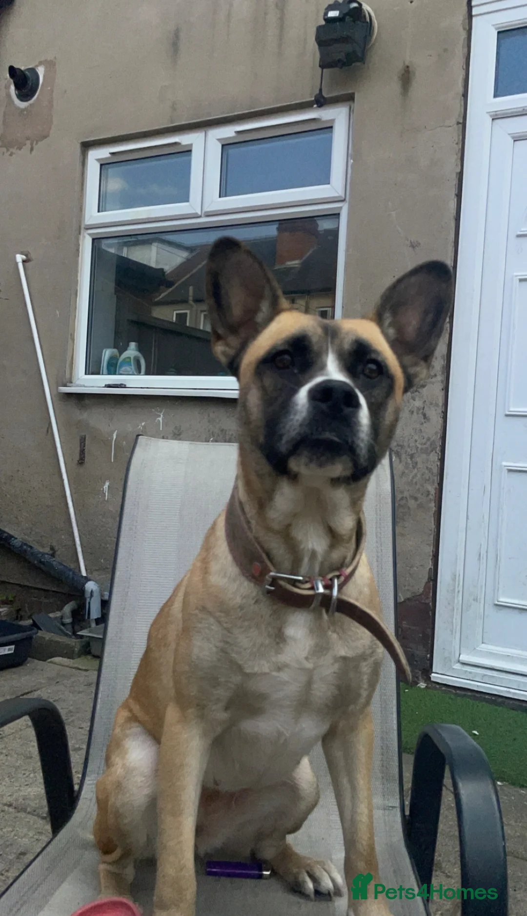 Mixed Breed dogs for sale: Maggie French bulldog cross  - Advert 2