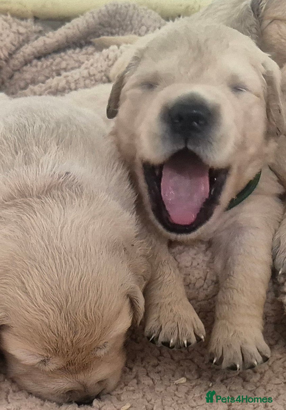 Golden Retriever dogs for sale: Outstanding Golden Retriever Puppies  - Image 4