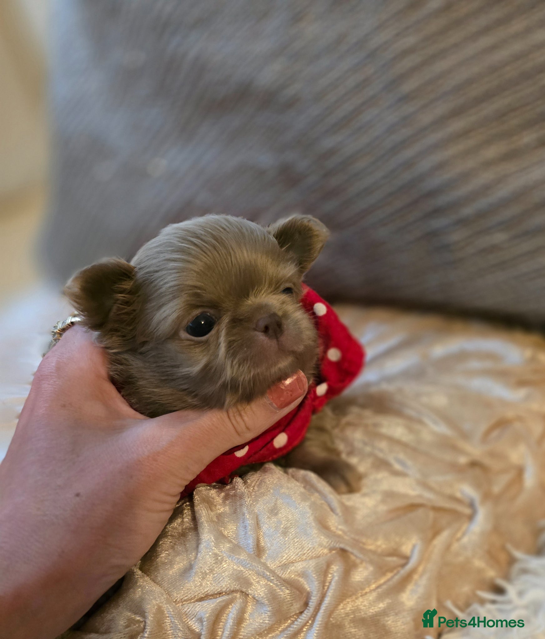 Chihuahua dogs for sale: Xx stunning kc chihuahua longcoat puppies Xx - Advert 3