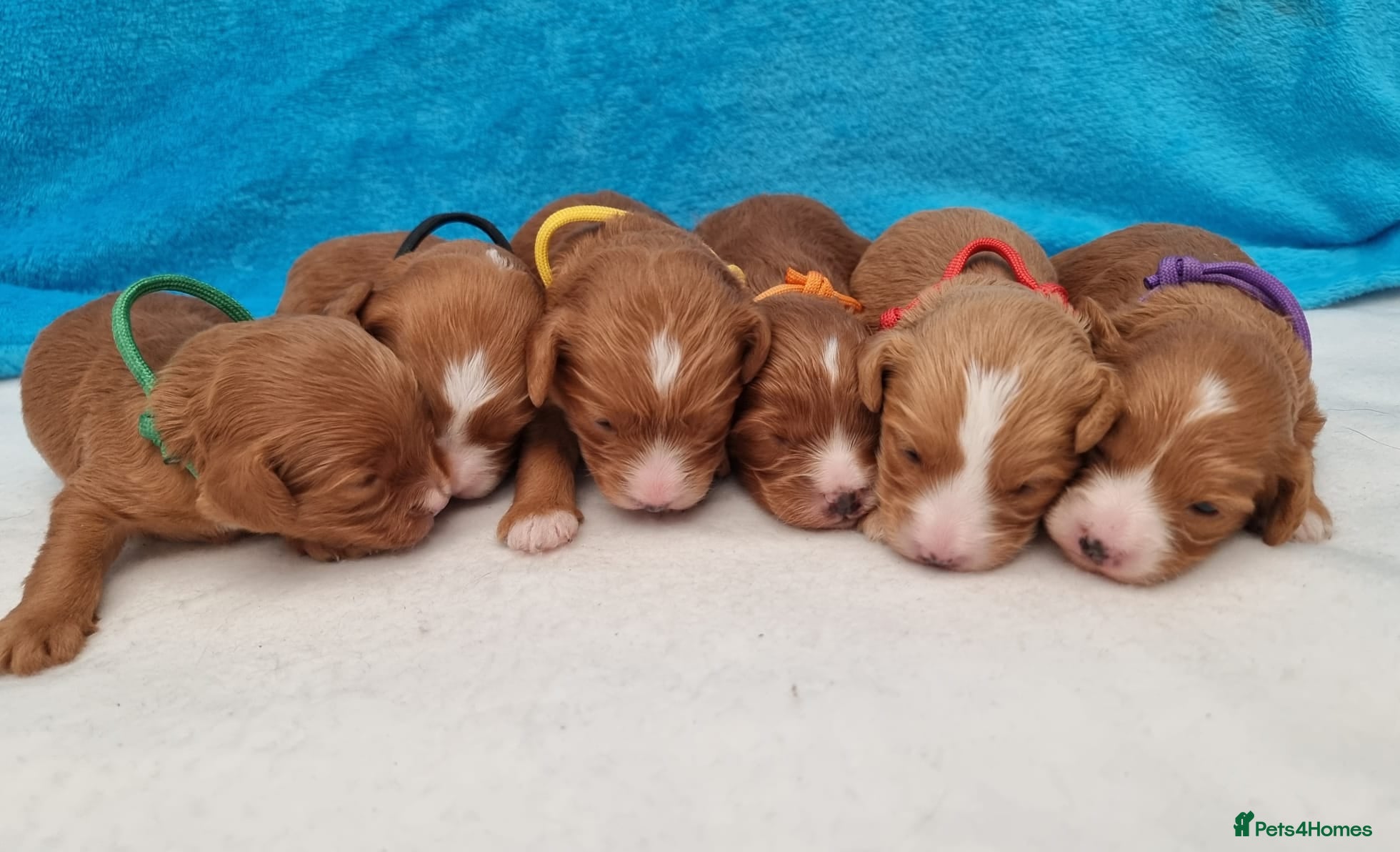 Cavapoo dogs Beautiful Cavapoo F1 puppies  - Advert 10