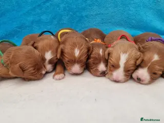 Cavapoo dogs Beautiful Cavapoo F1 puppies - Advert 13