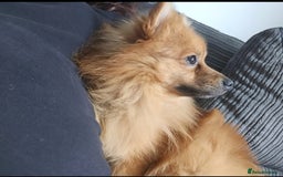 Pomeranian dogs for sale: 2 dogs needing to be rehomed. - Image 3