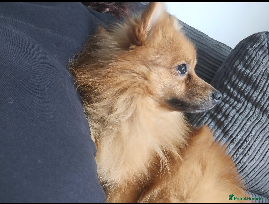 Pomeranian dogs for sale: 2 dogs needing to be rehomed. - Image 3
