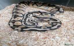 Python Snake reptiles for sale: Ball pythons adult females and hatchlings  - Image 2