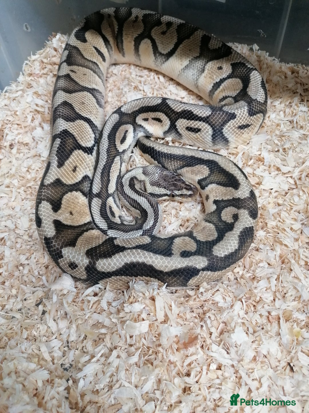 Python Snake reptiles for sale: Ball pythons adult females and hatchlings  - Image 2