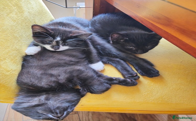 Mixed Breed cats - Advert 1
