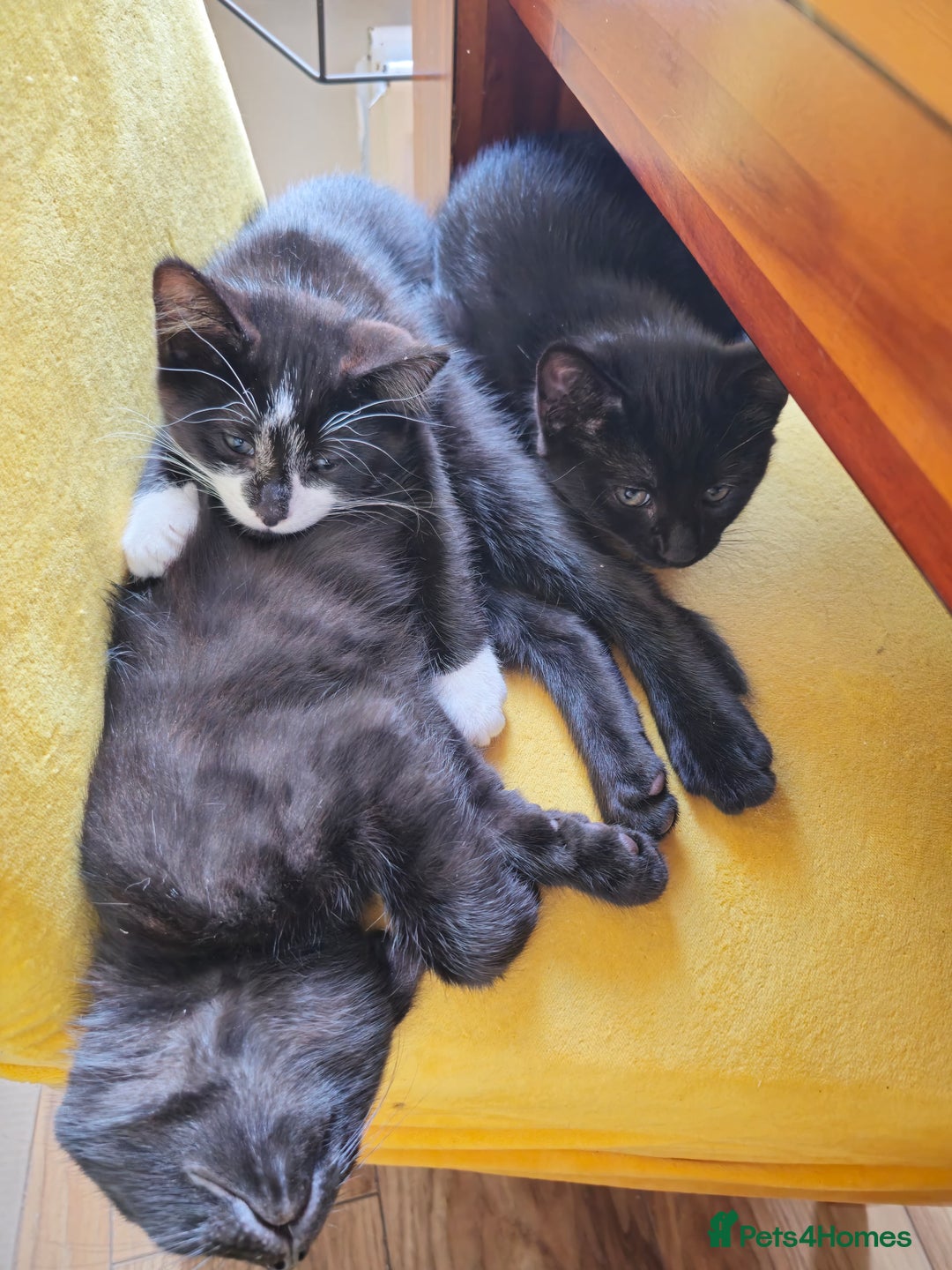 Mixed Breed cats for sale: 3 beautiful kittens for sale - Image 1