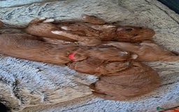 Cavapoo dogs for sale: Adorable Cavapoo Puppies -Ready 23rd -December! - Advert 18