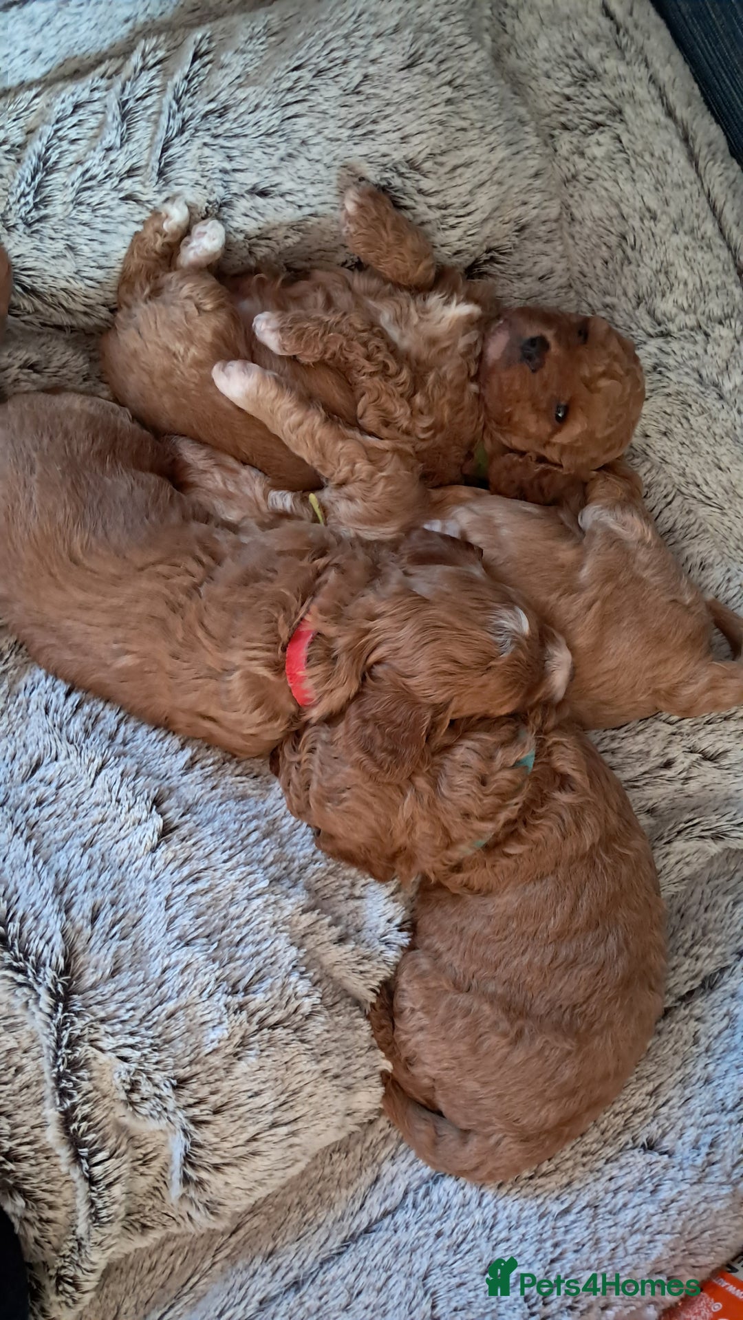 Cavapoo dogs for sale: Adorable Cavapoo Puppies -Ready 23rd -December! - Advert 18