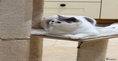 British Shorthair cats - Advert 2