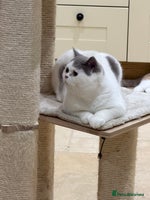 British Shorthair cats - Advert 2