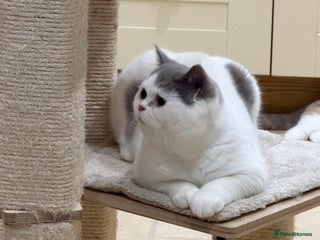 British Shorthair cats - Advert 21