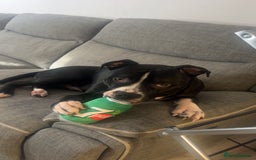 Mixed Breed dogs for sale: Loving little boy, 10 months old - Advert 3