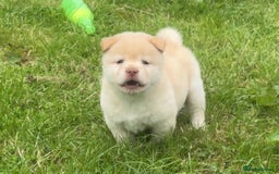 Chow Chow dogs for sale: Exotic colour chowsky puppies for sale  - Image 8