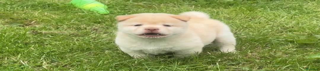 Puppy 5