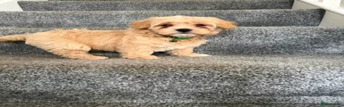 Maltipoo Puppy 4