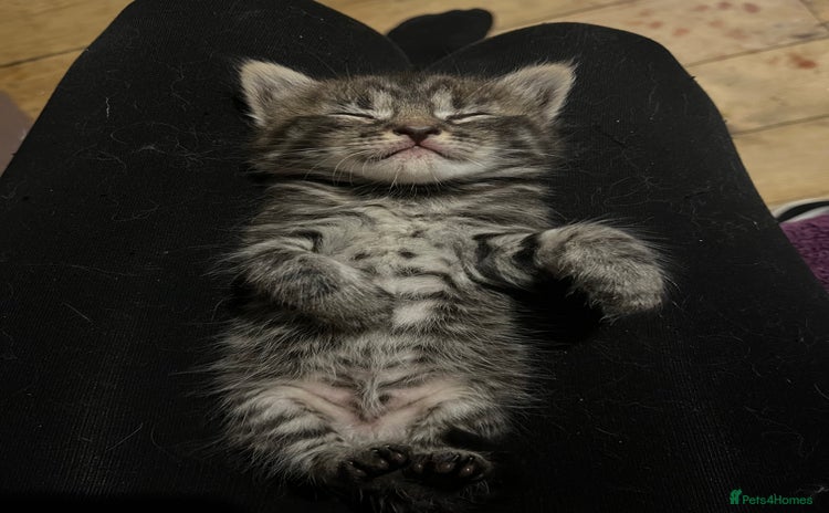 Maine Coon cats - Advert 1