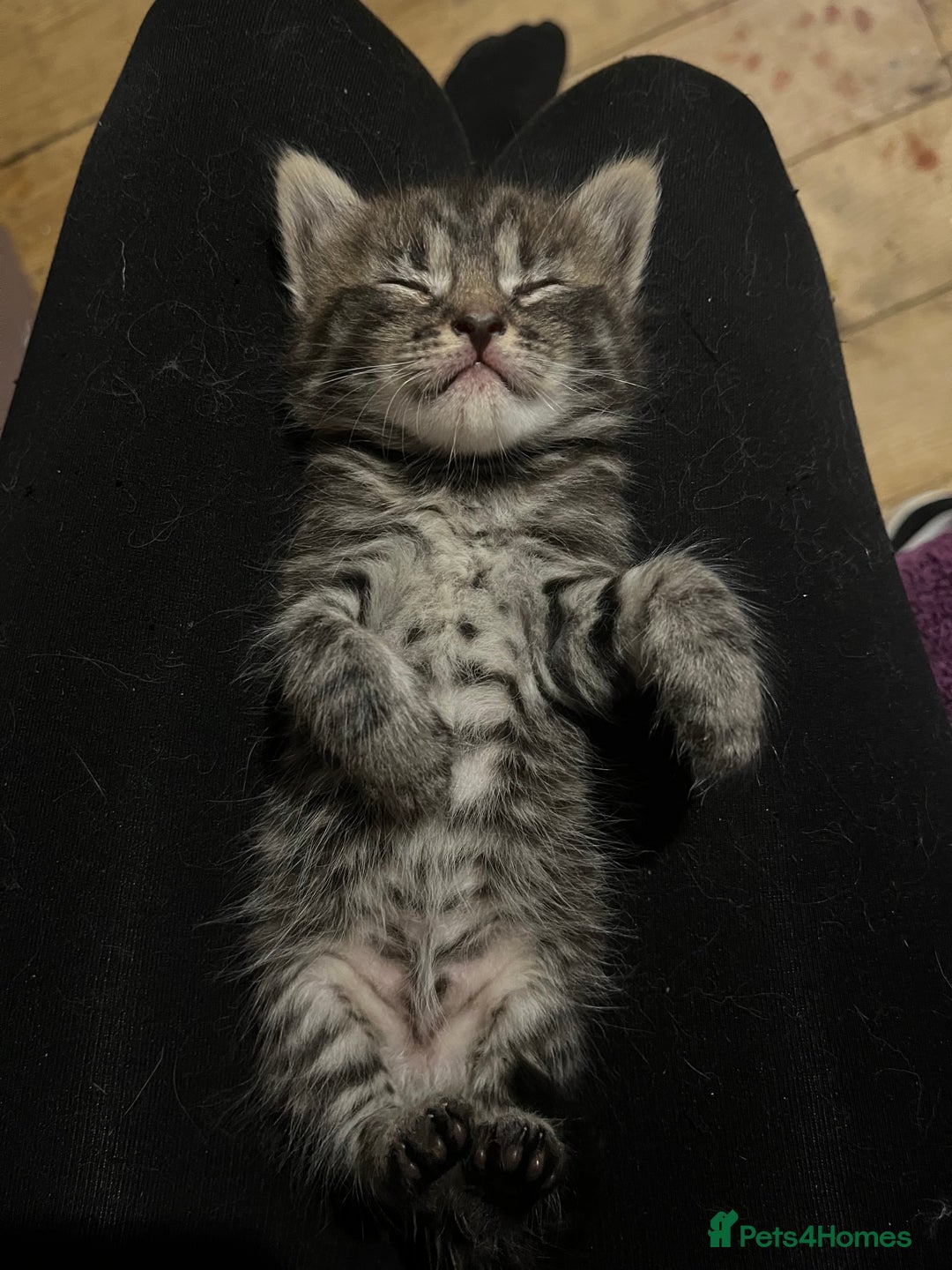 Maine Coon cats for sale: 5 half maine coon half tabby kittens for sale - Image 1