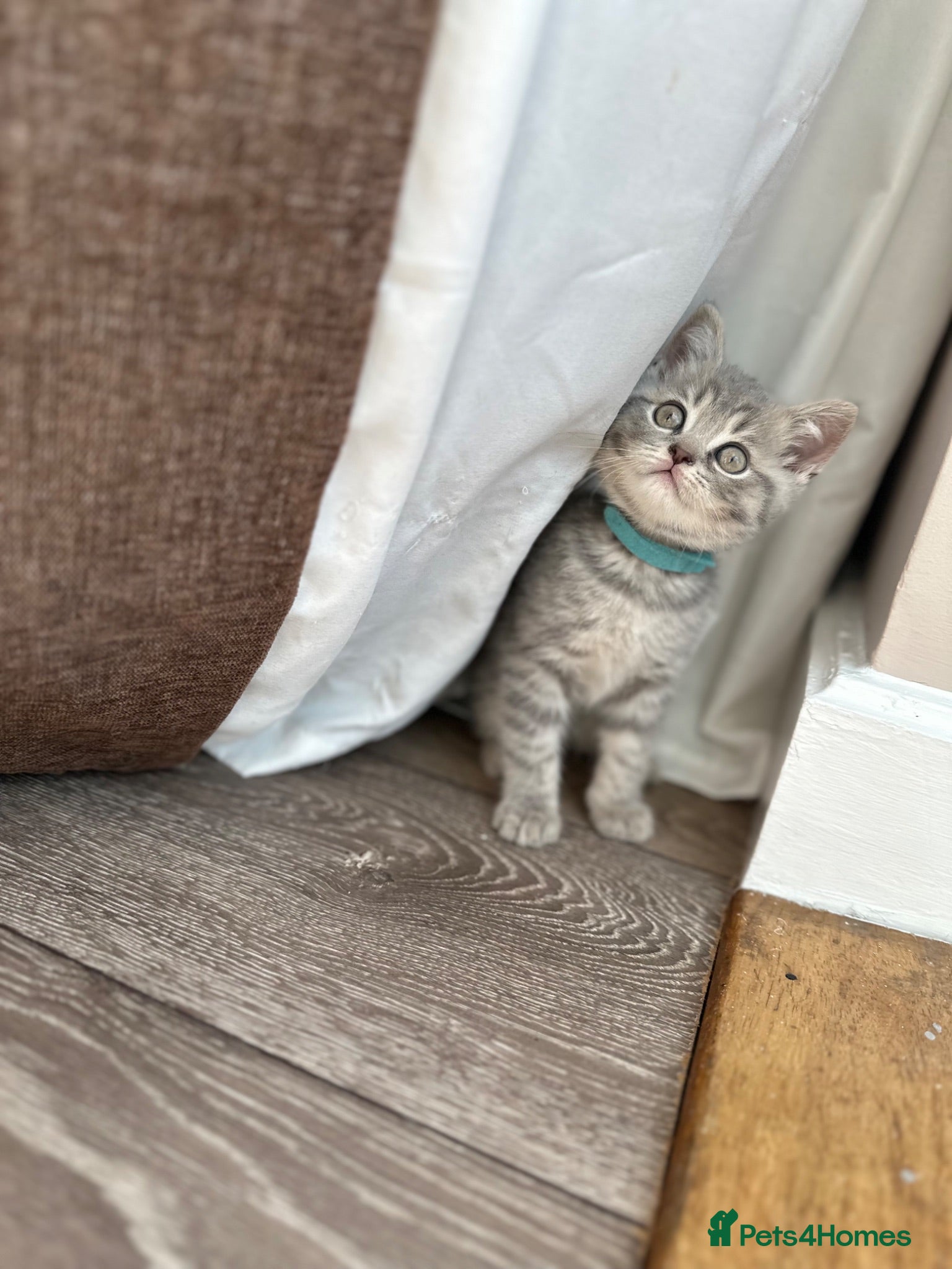 British Shorthair cats British shorthair kittens Ready now - Advert 18