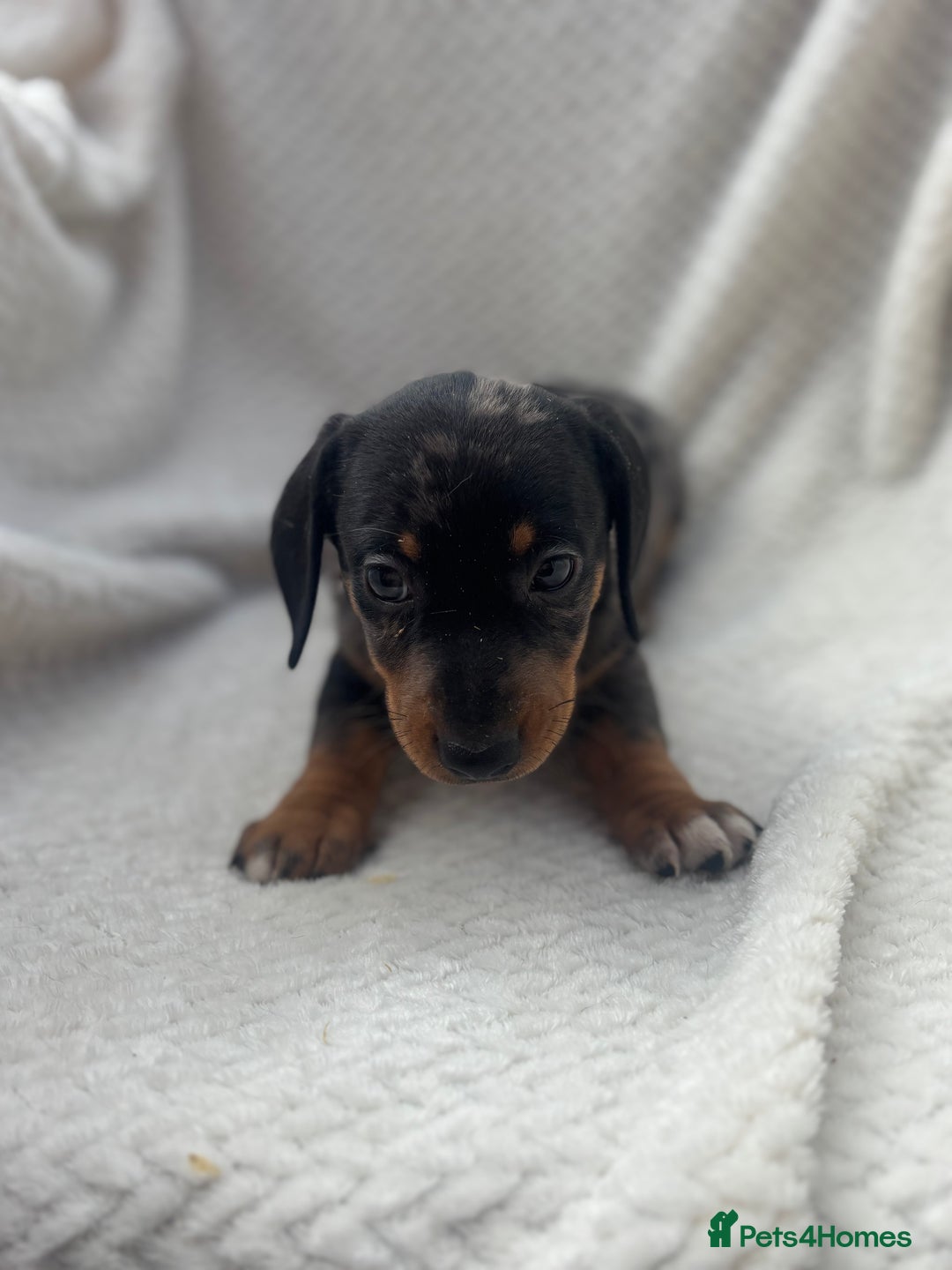 Mixed Breed dogs for sale: Dorkie puppies  - Image 7
