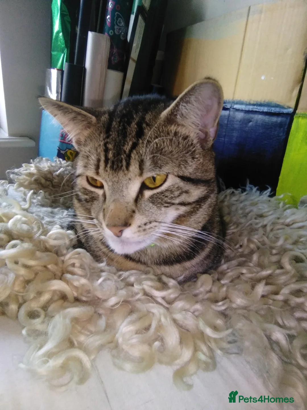 British Shorthair cats for sale: Handsome Fella - Advert 2