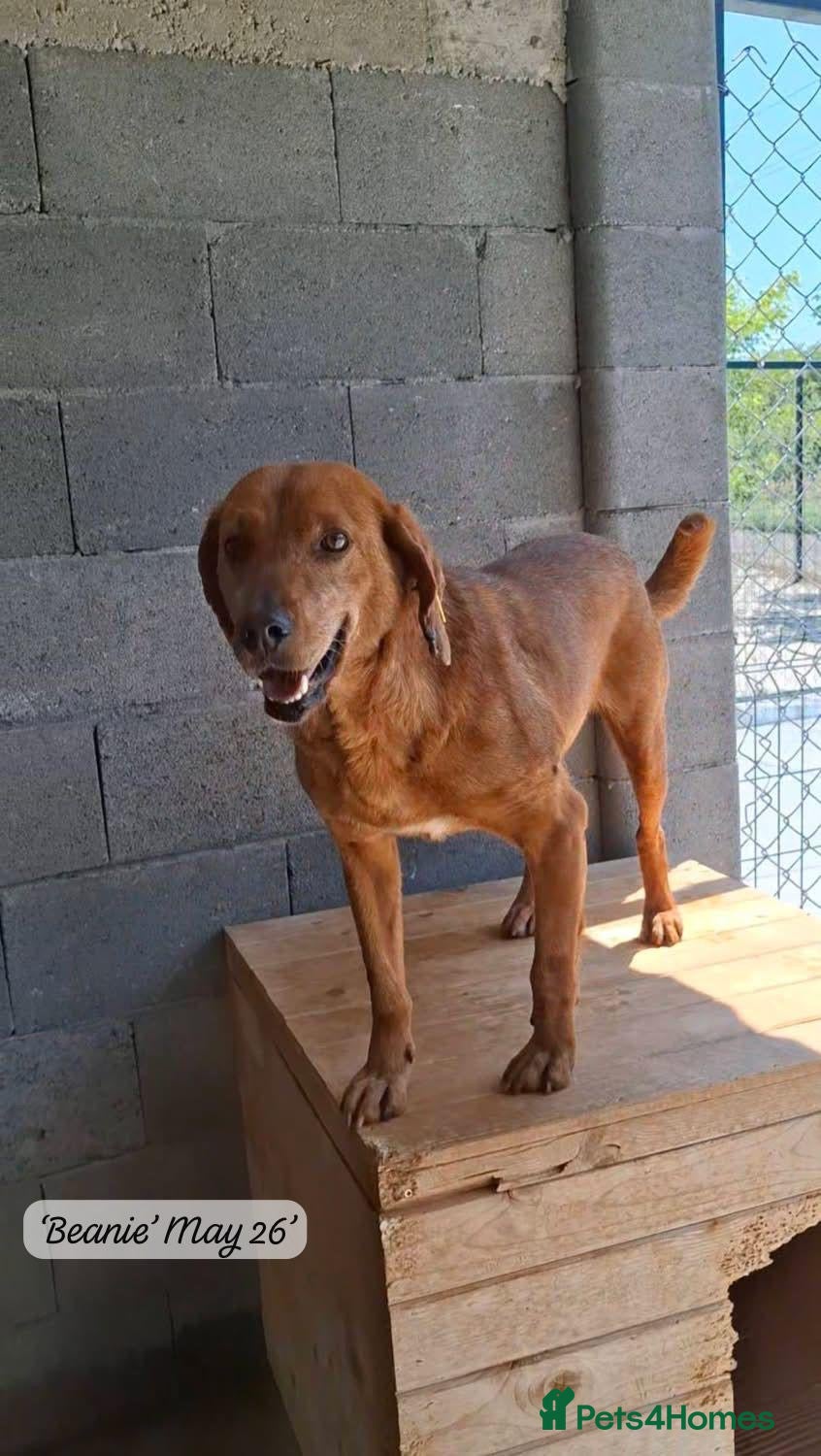 Mixed Breed dogs Beanie Boy, 3-4 yrs old. Available for adoption. - Advert 2