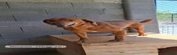 Mixed Breed dogs for adoption: Beanie Boy, 3-4 yrs old. Available for adoption. - Advert 6