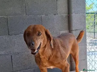 Mixed Breed dogs Beanie Boy, 3-4 yrs old. Available for adoption. - Advert 3