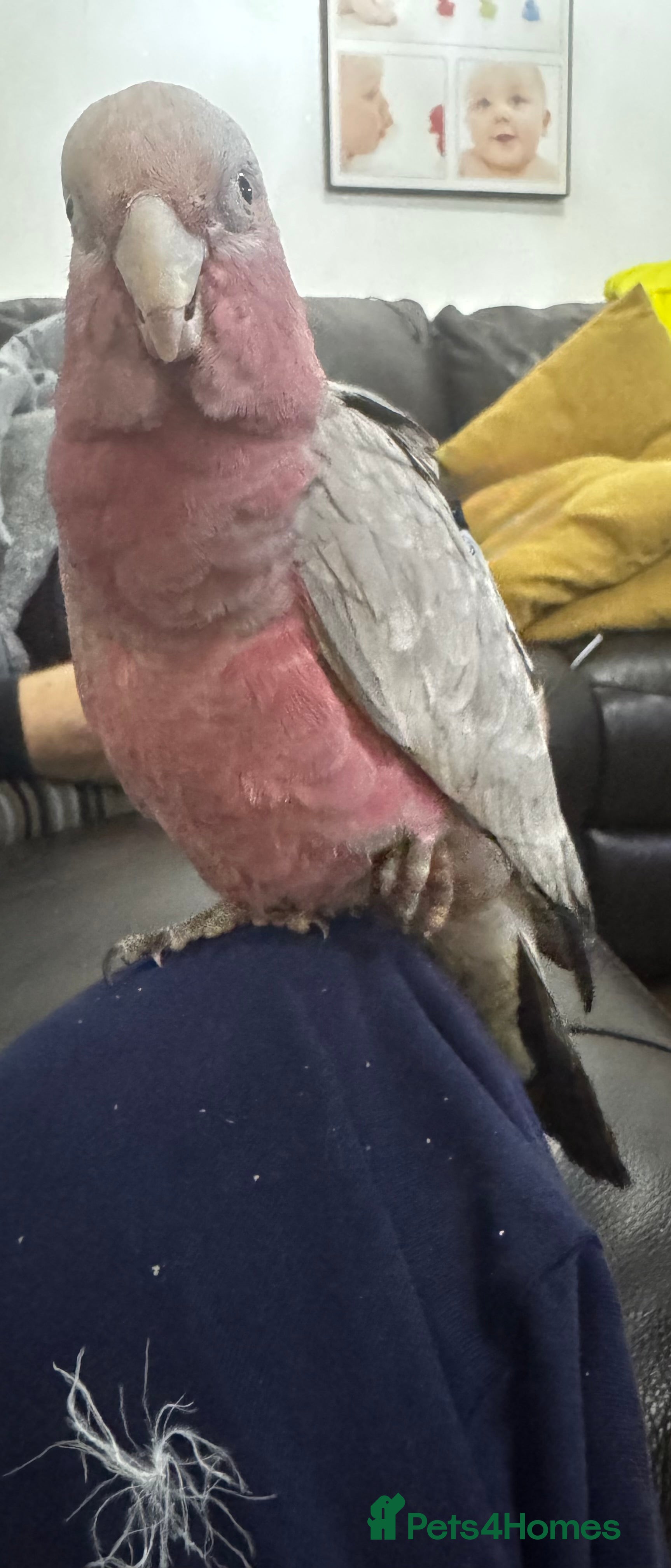 Cockatoo birds Galah cockatoo hand reared baby with full set up  - Advert 3