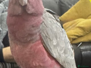 Cockatoo birds Galah cockatoo hand reared baby with full set up - Advert 14