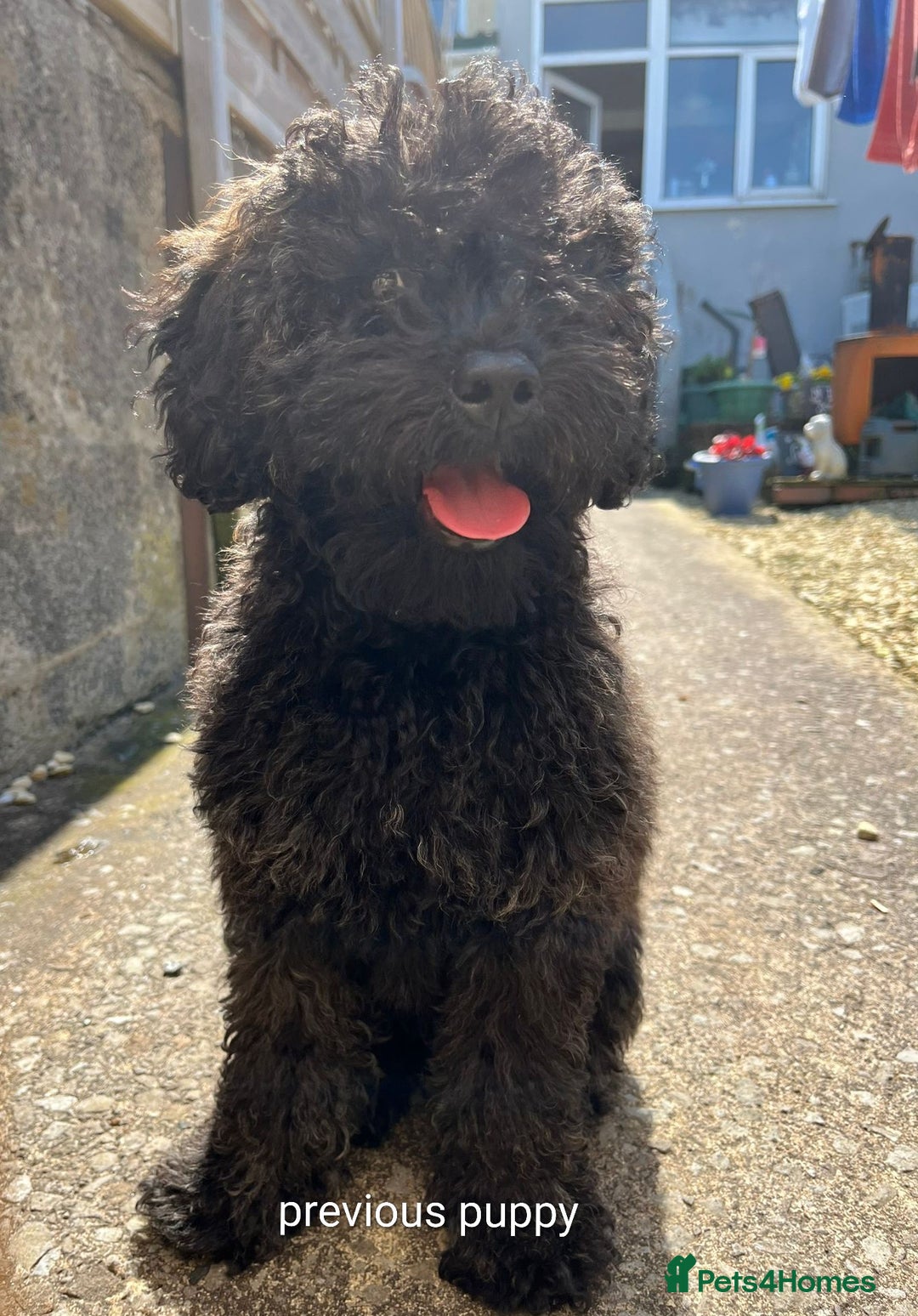 Cockapoo dogs for sale: Miniature Cockapoo Puppies  - Advert 7