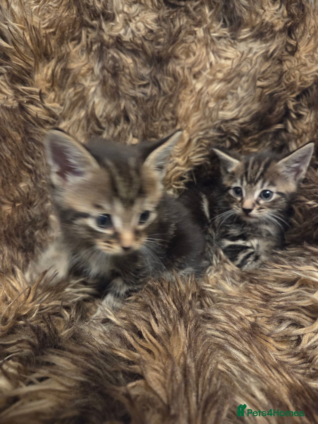 Mixed Breed cats for sale: 5 Adorable Kittens Ready for New Homes! - Image 15
