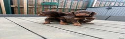 Sprocker dogs for sale: sprocker puppies  - Advert 3