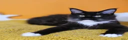 Maine Coon cats for sale: Beautiful  Maine Coon Boy – Available Again - Advert 7
