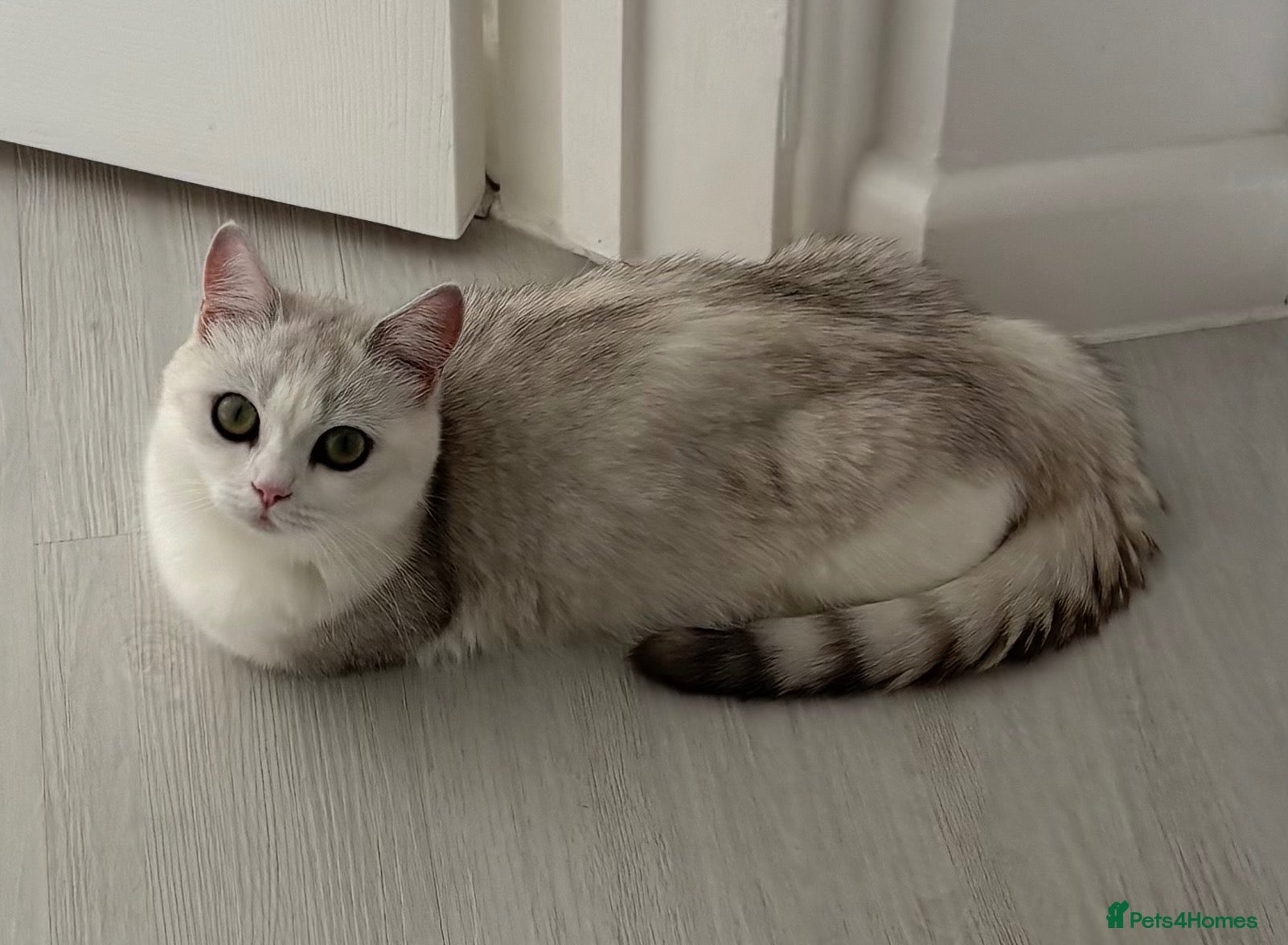 Munchkin cats for sale: 15 month old silver tipped BSH FEMALE munchkin - Advert 1