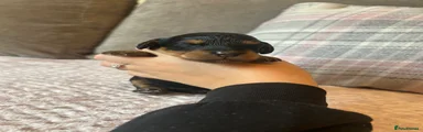 Black and Tan Bitch