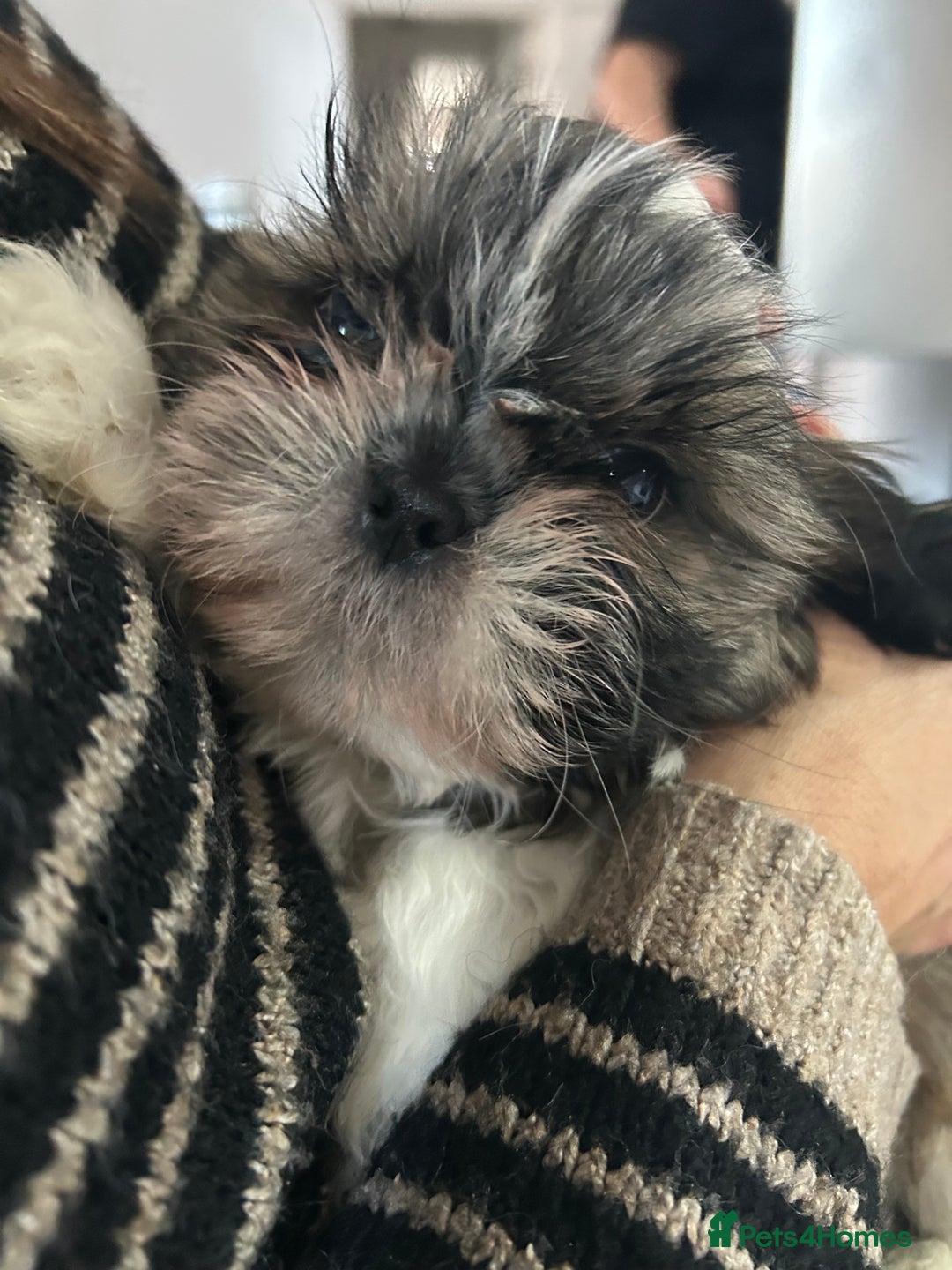 Shih Tzu dogs for sale: 2 BEAUTIFUL BOYS REMAINING - Image 3
