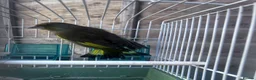 Finches birds for sale: European Green Finch  - Advert 2