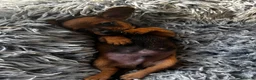 Chiweenie dogs for sale: 4 Gorgeous Chiwennie puppies - Advert 16