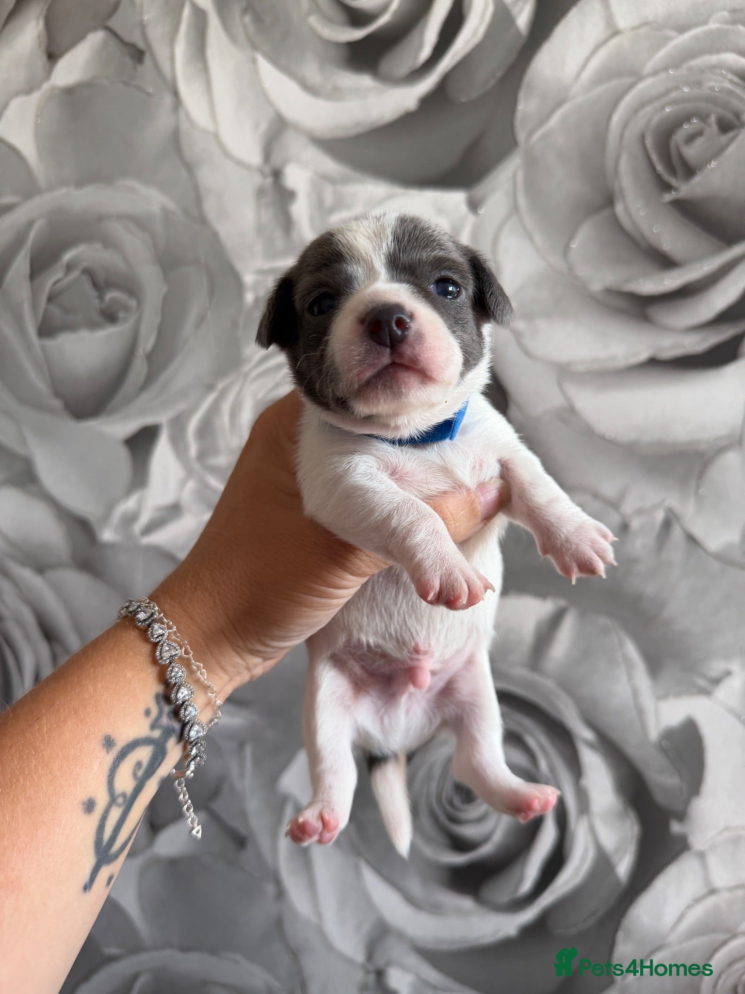 Chiweenie dogs Chiweenie chihuahua dachshund pups  - Advert 2