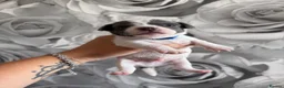 Chiweenie dogs for sale: Chiweenie chihuahua dachshund pups  - Advert 1