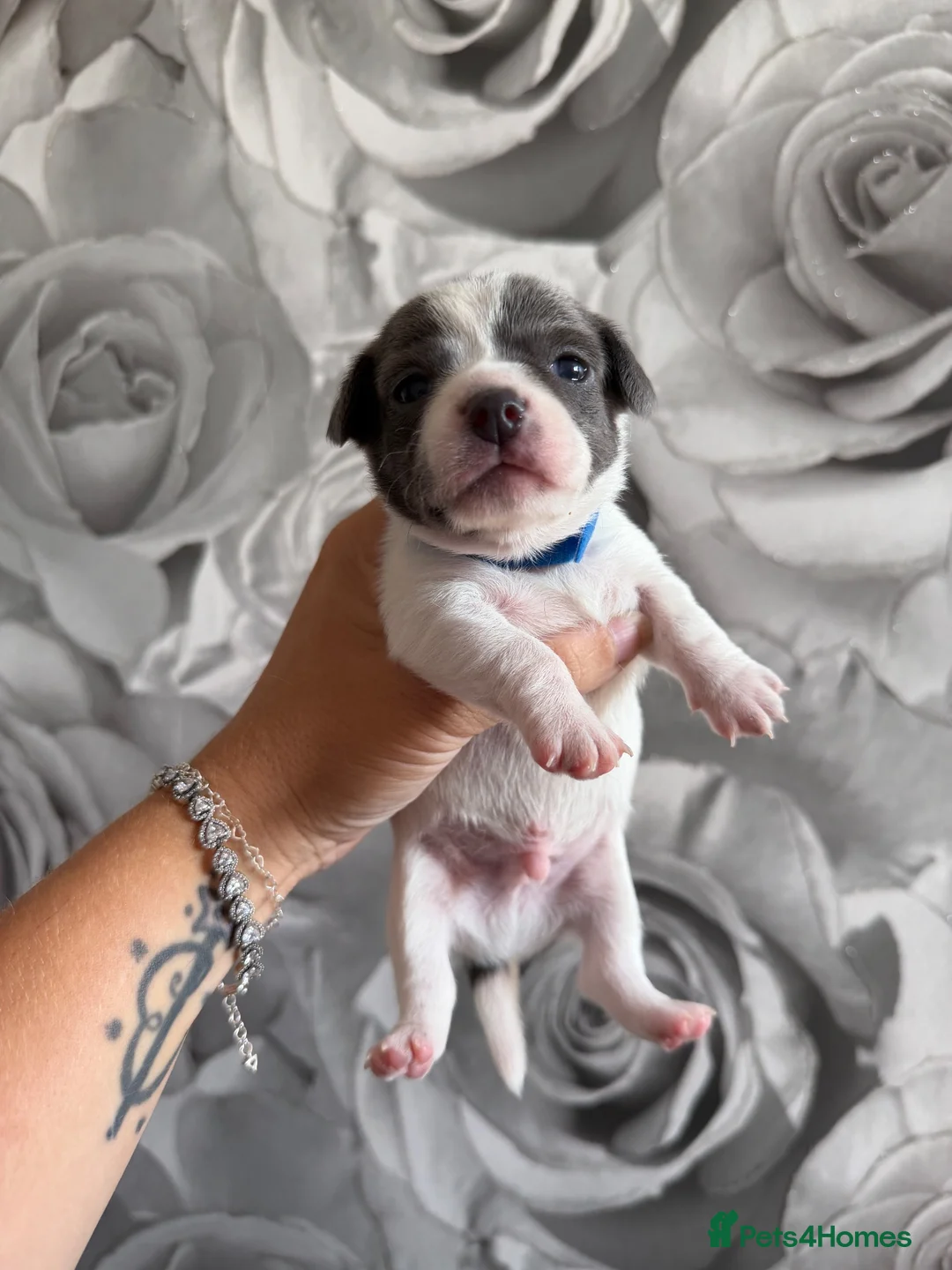 Chiweenie dogs for sale: Chiweenie chihuahua dachshund pups  - Advert 1